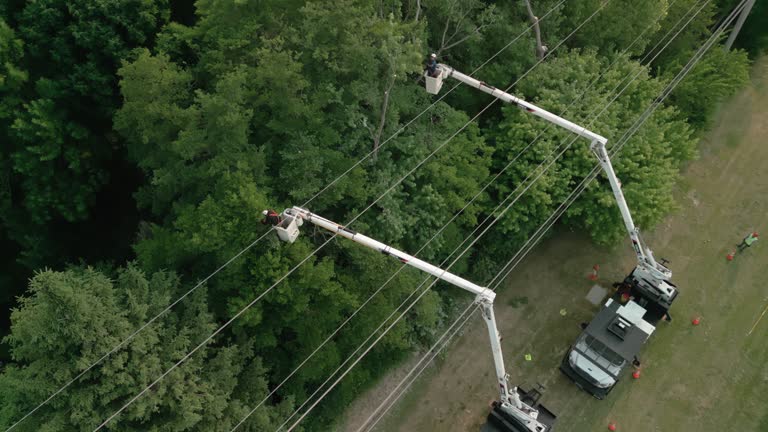 How Our Tree Care Process Works  in Menominee, MI